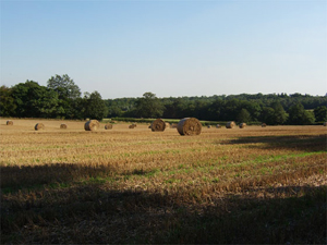 Ferny Hill Farm